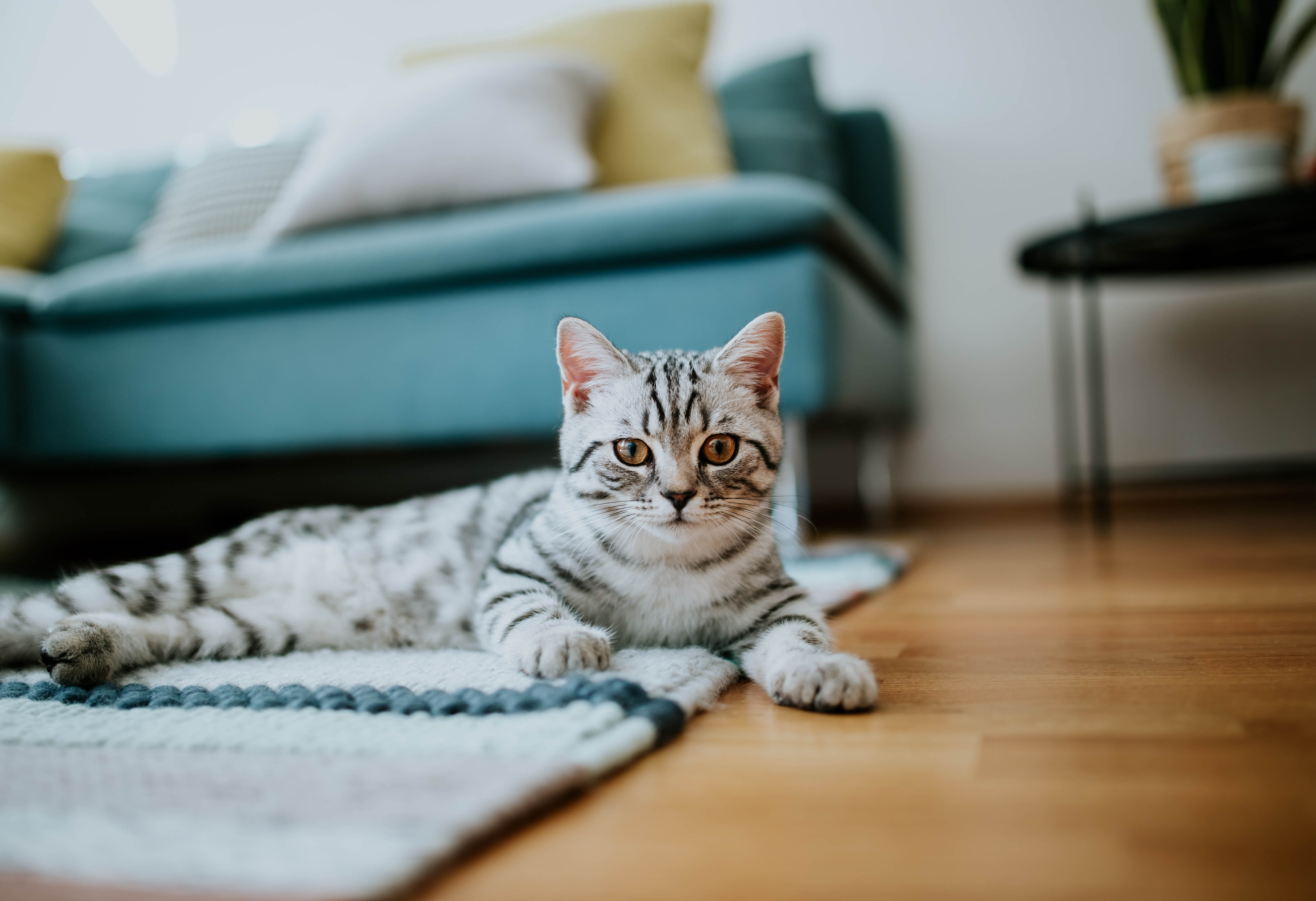 Клинический случай: кошка с хроническим поносом — оказались глисты Клинический случай: кошка с хроническим поносом — оказались глисты